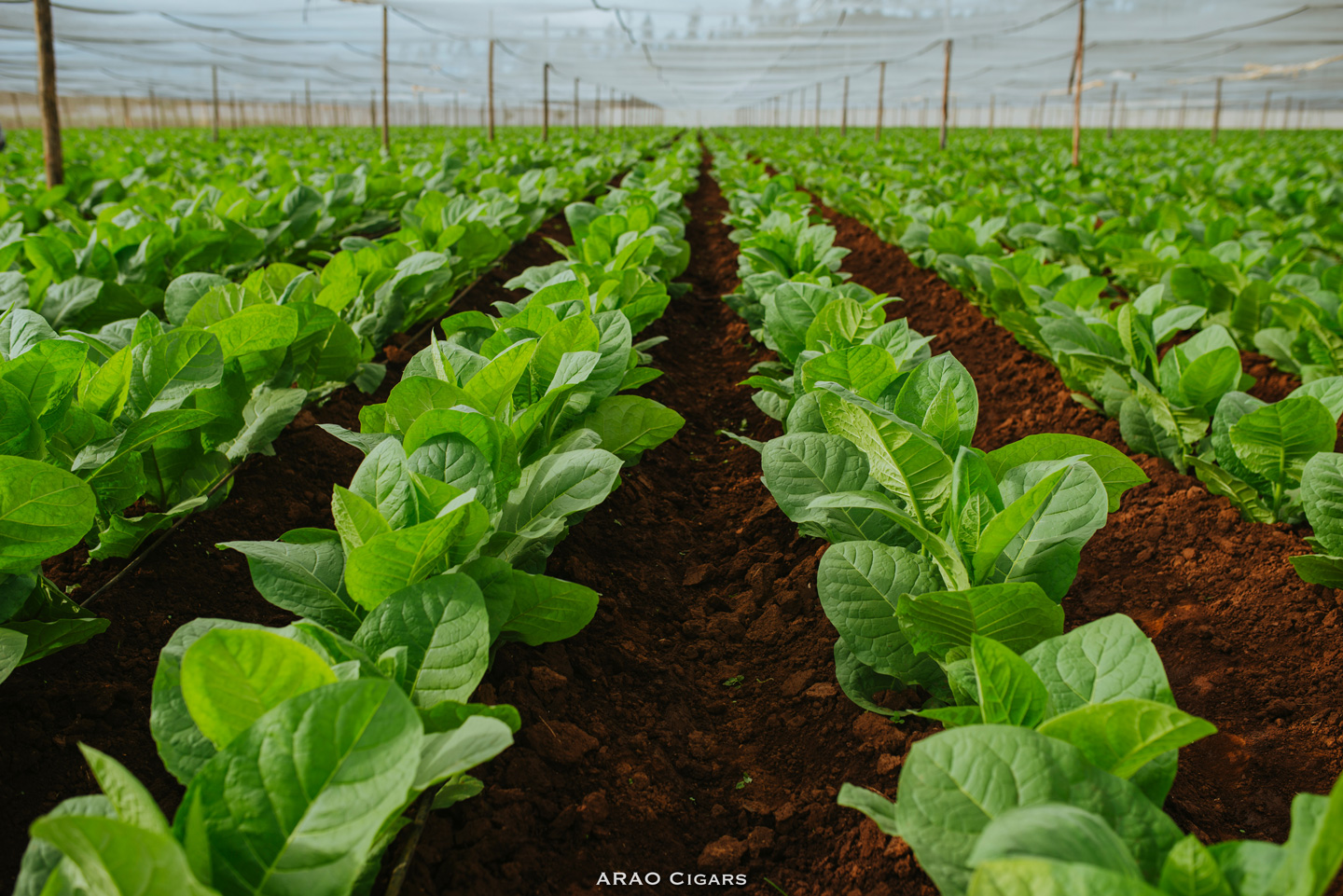 Arao Cigars