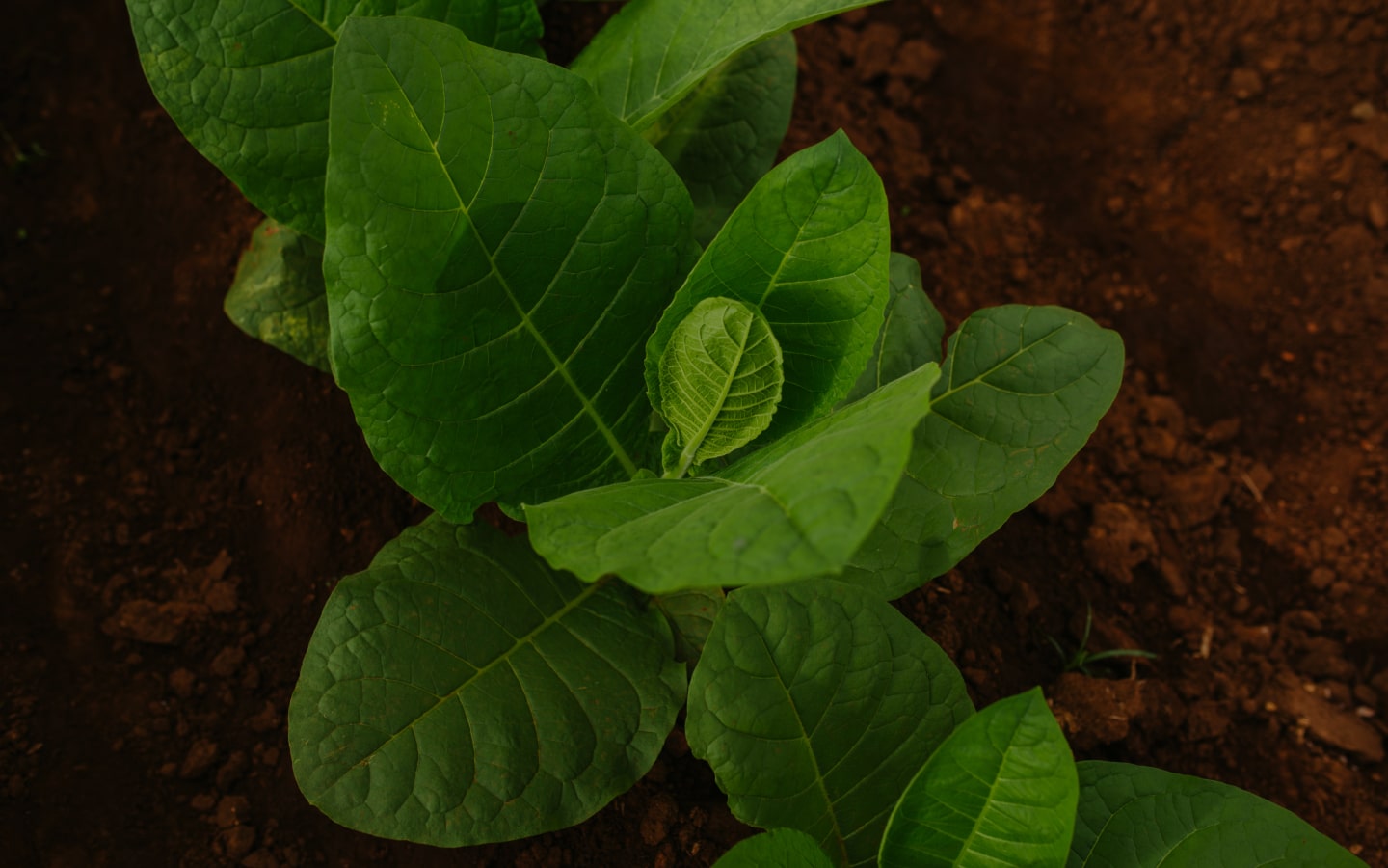 Ara'o Cigars
